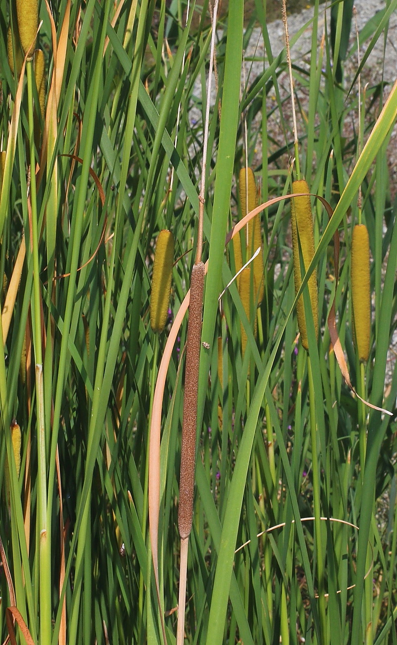 Image of Typha domingensis specimen.