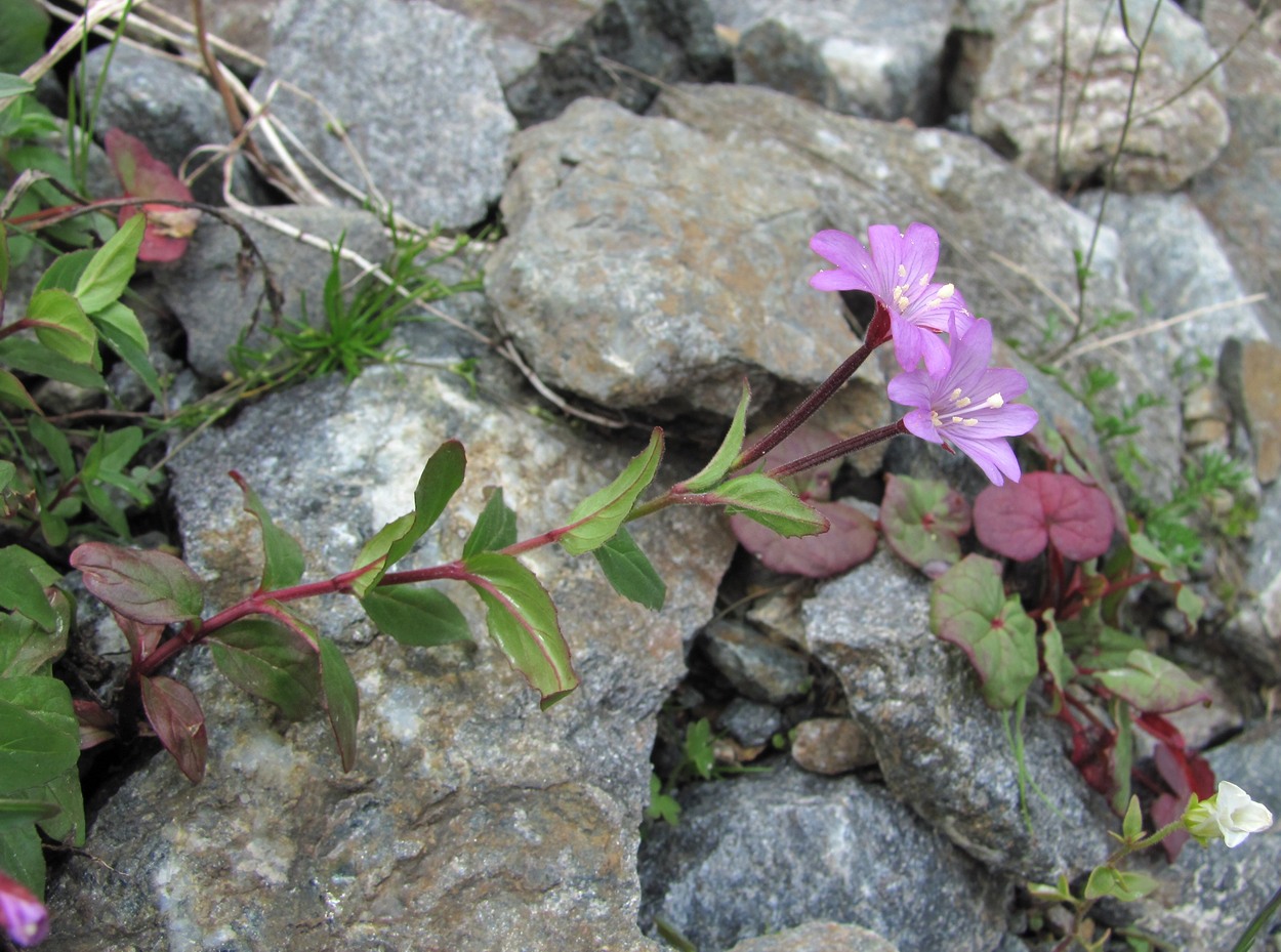 Изображение особи Epilobium algidum.