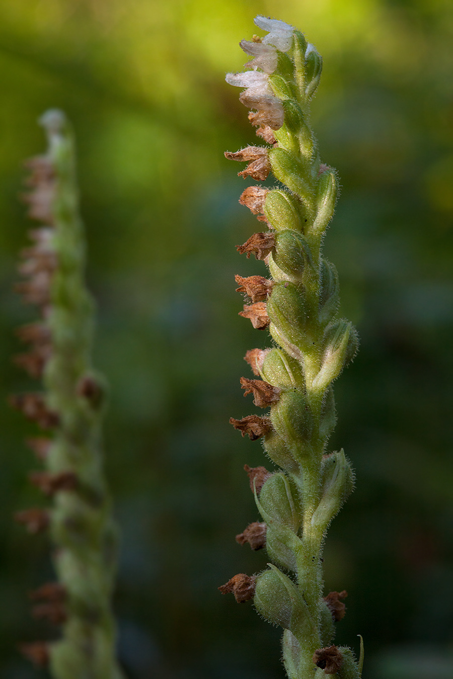 Изображение особи Goodyera repens.