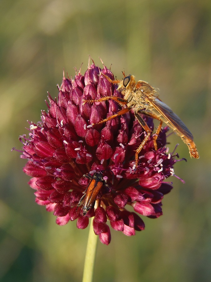 Image of Allium sphaerocephalon specimen.