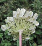 Angelica purpurascens