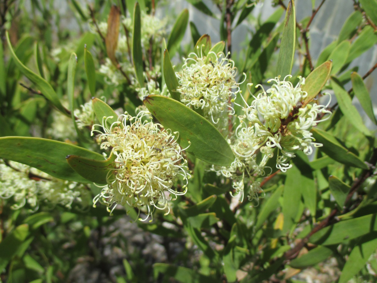 Изображение особи Hakea salicifolia.