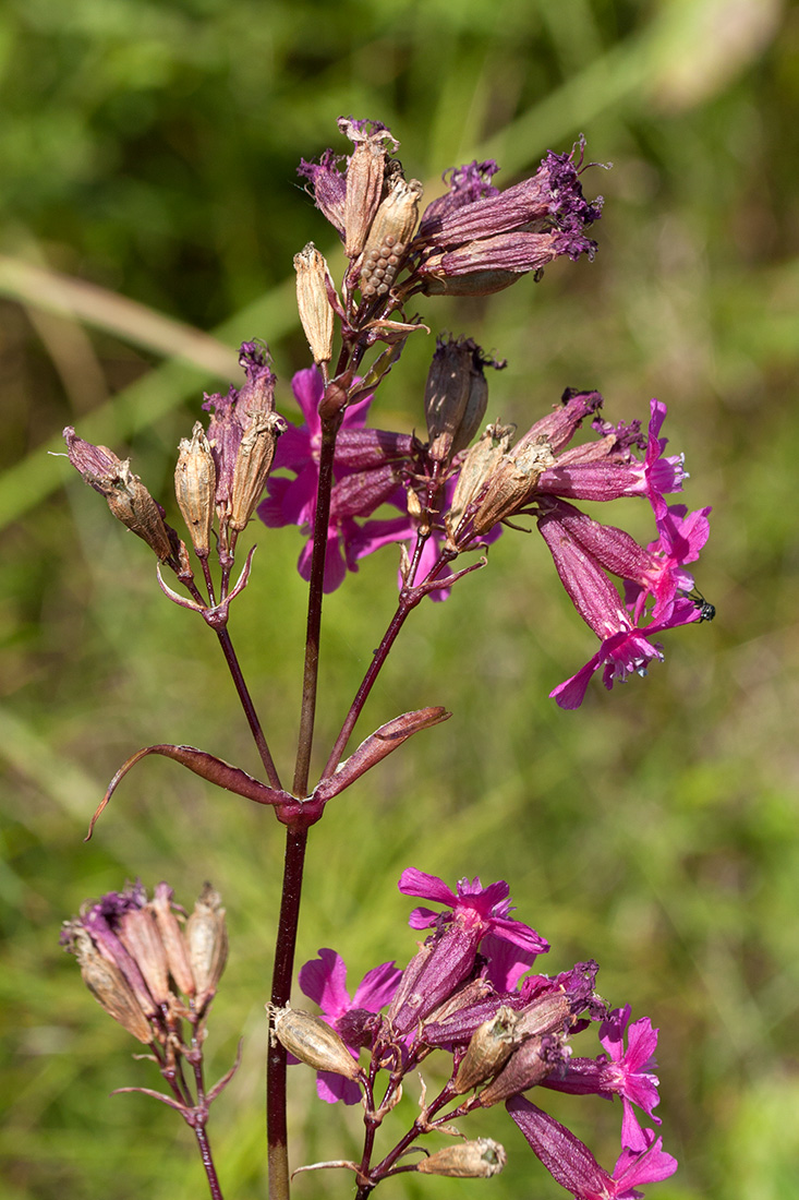 Image of Viscaria vulgaris specimen.