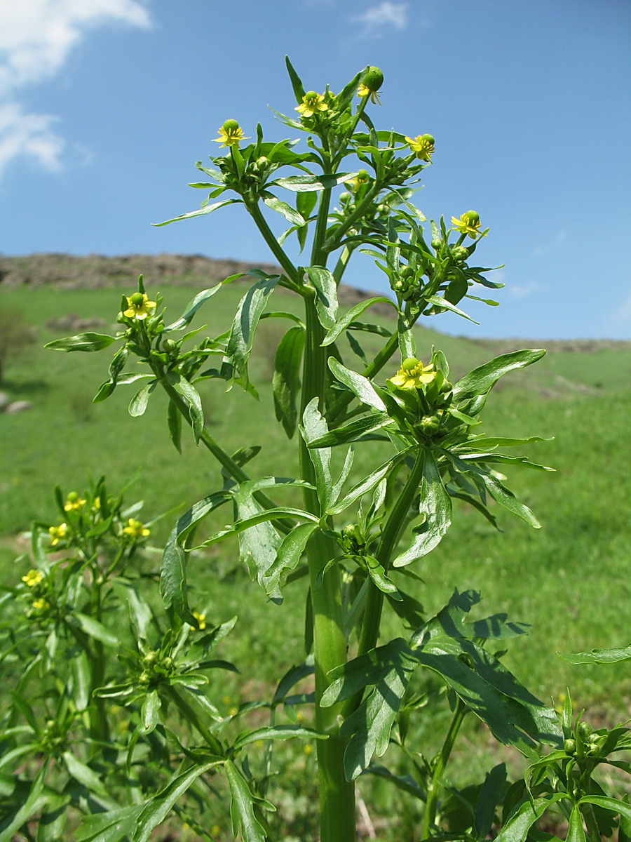 Image of Ranunculus sceleratus specimen.