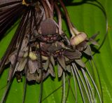 Tacca chantrieri