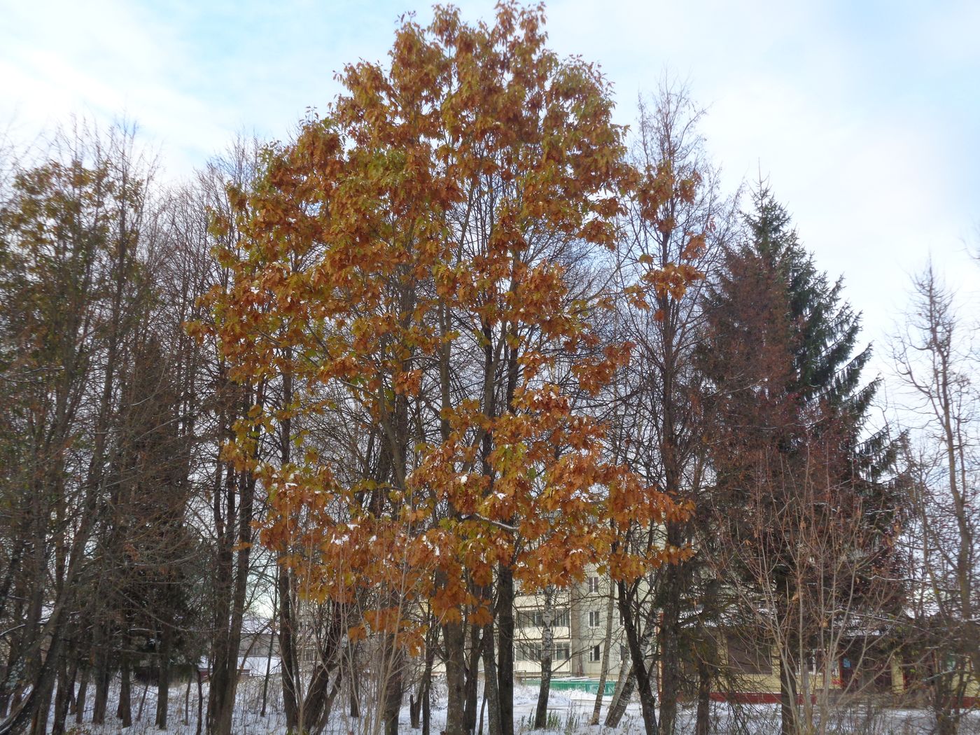 Изображение особи Quercus rubra.