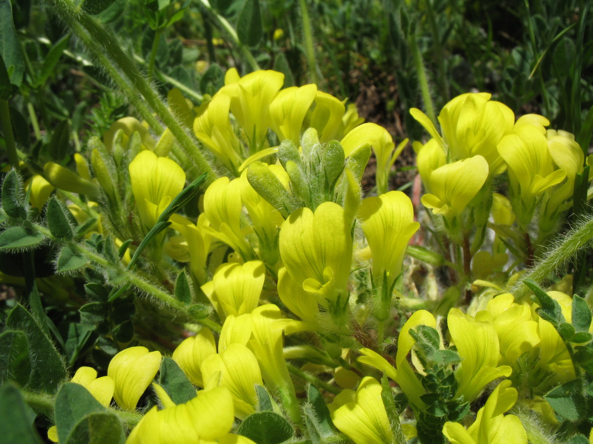 Изображение особи Astragalus anisomerus.