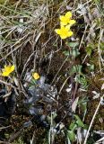 Caltha membranacea