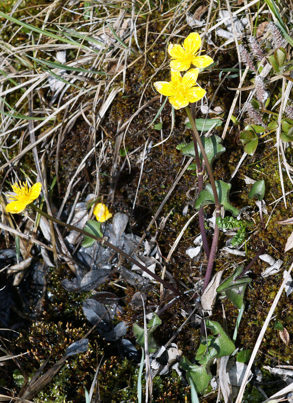 Image of Caltha membranacea specimen.