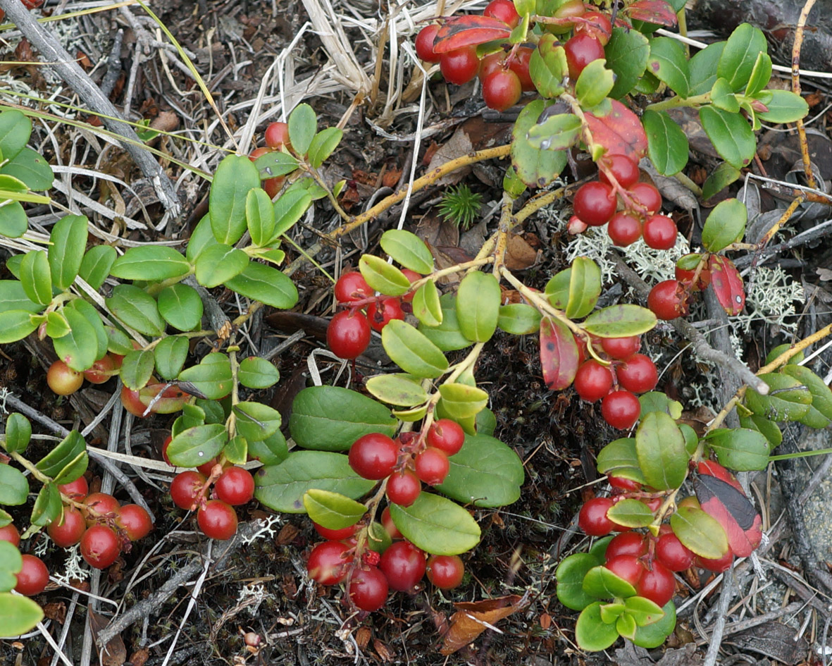 Image of Vaccinium vitis-idaea specimen.