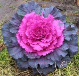 Brassica oleracea variety viridis. Вегетирующее растение (декоративная форма). Ростовская обл., г. Таганрог, в Городском парке. 03.01.2018.