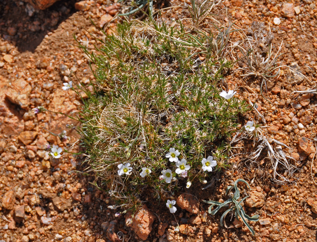 Image of Eremogone meyeri specimen.