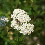 Achillea millefolium