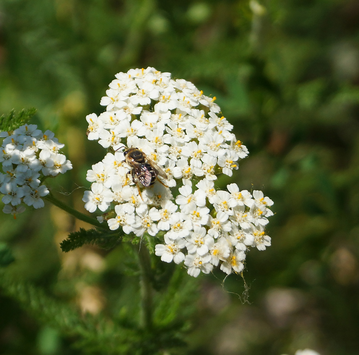 Изображение особи Achillea millefolium.