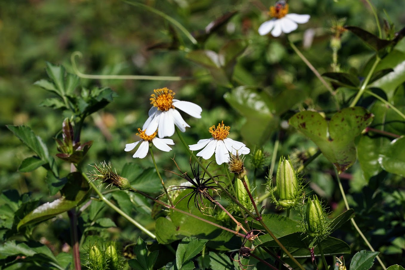 Изображение особи Bidens pilosa.