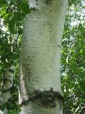 Betula pendula. Кора ствола и листья (Betula talassica). Южный Казахстан, Таласский Алатау, запов. Аксу-Жабаглы, ущ. Кши-Каинды, 1820 м н.у.м, у родника на склоне сев.-зап. экспозиции. 13 июня 2017 г.