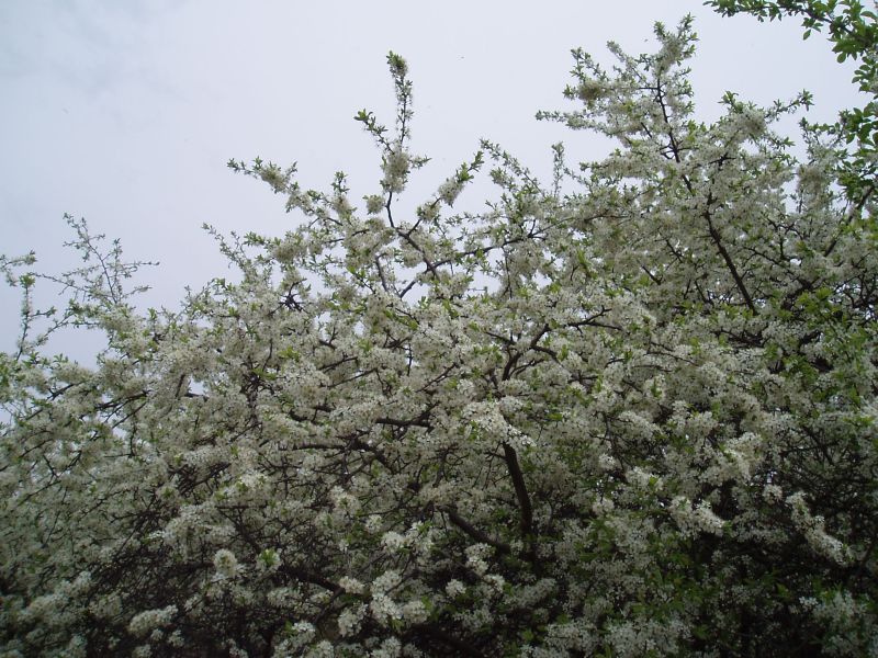 Image of Prunus stepposa specimen.