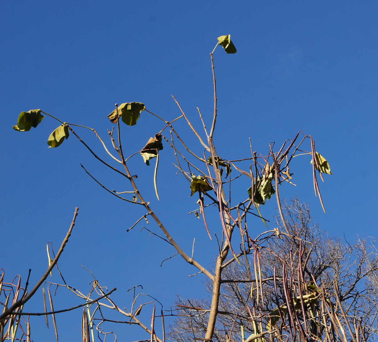 Image of Catalpa bignonioides specimen.