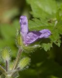 Erodium moschatum. Цветок. Израиль, Шарон, пос. Кфар Монаш, ботанический сад \"Хават Ганой\", сорное. 31.01.2018.