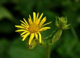 Doronicum macrophyllum. Соцветие. Абхазия, Рицинский реликтовый национальный парк, гора Агура, урочище Каменная Поляна, ≈ 2300 м н.у.м., субальпийский луг. 14.07.2017.