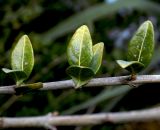 Lonicera ligustrina var. pileata