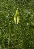 Lilium kesselringianum