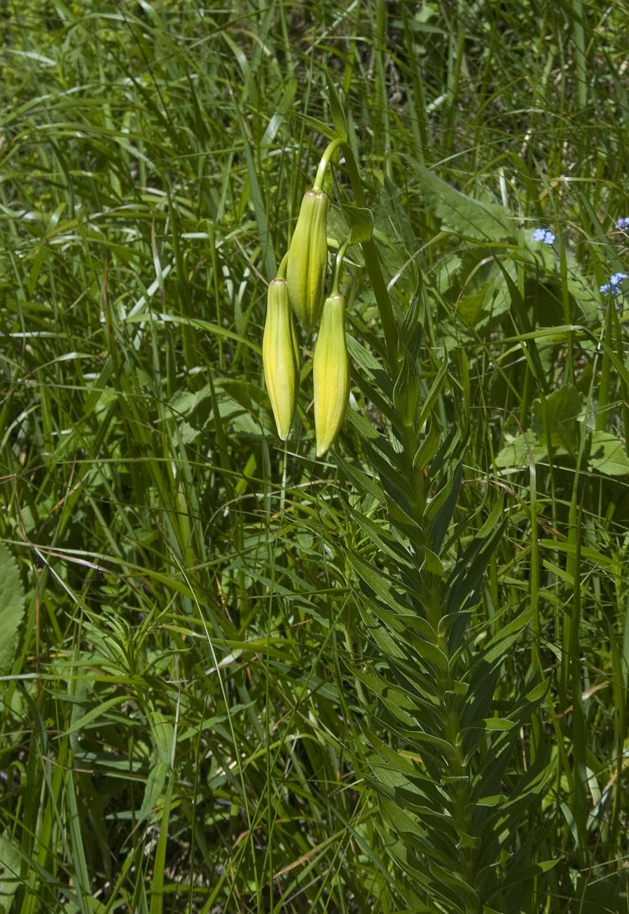 Изображение особи Lilium kesselringianum.