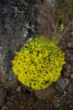 Draba bryoides. Цветущее растение. Кабардино-Балкария, южный склон Эльбруса, рядом с немецкими блиндажами, 3250 м н.у.м. 19.07.2009.