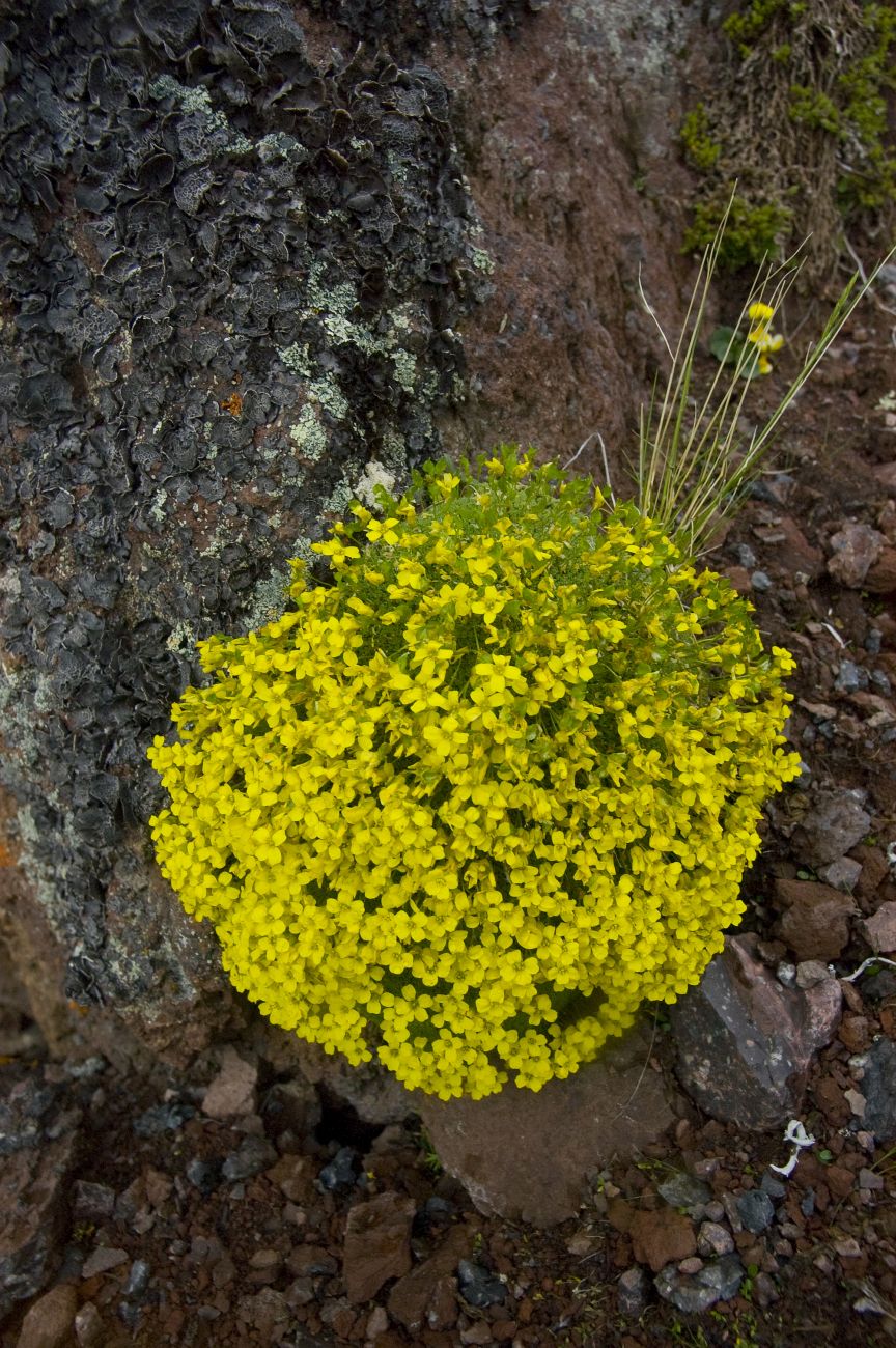 Image of Draba bryoides specimen.