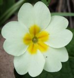 Primula vulgaris. Цветок. Крым, Бахчисарайский р-н, окр. с. Трудолюбовка, гора Патиль, дубово-грабинниковый лес на склоне. 05.05.2010.