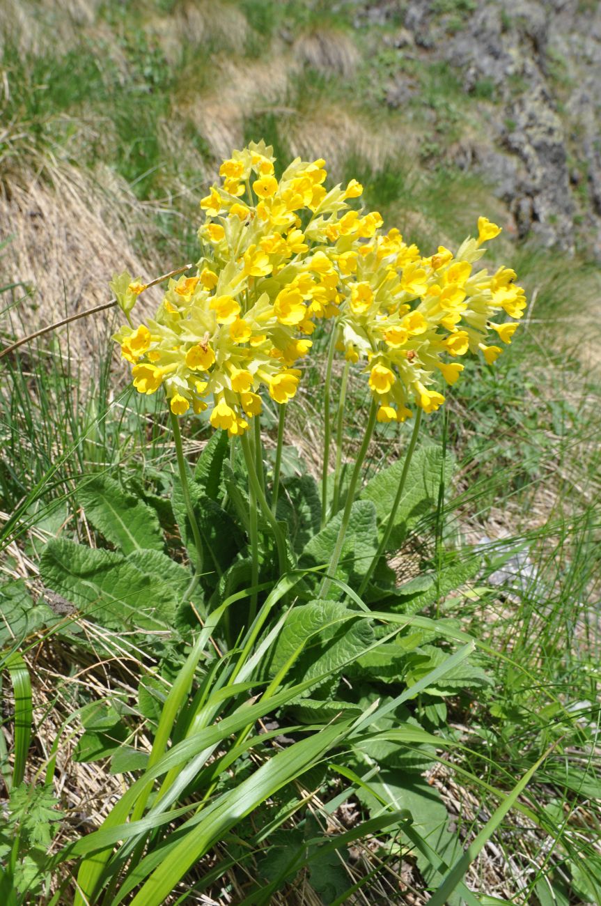 Image of Primula macrocalyx specimen.