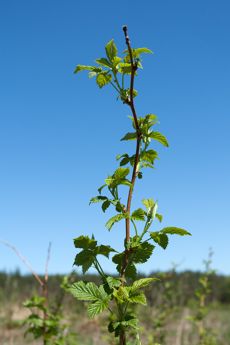 Изображение особи Rubus idaeus.