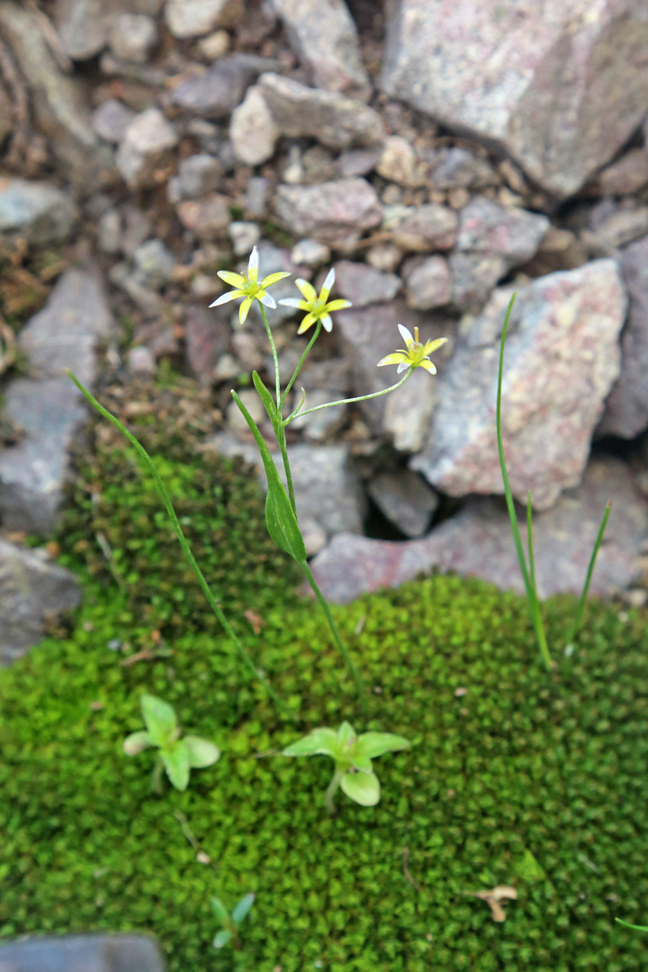 Изображение особи Gagea minutiflora.