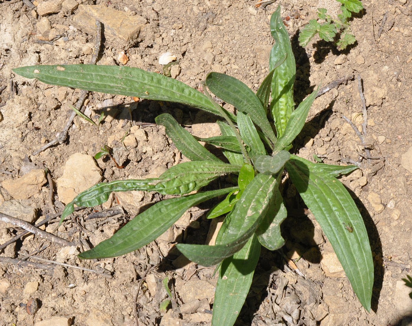 Изображение особи Plantago lanceolata.