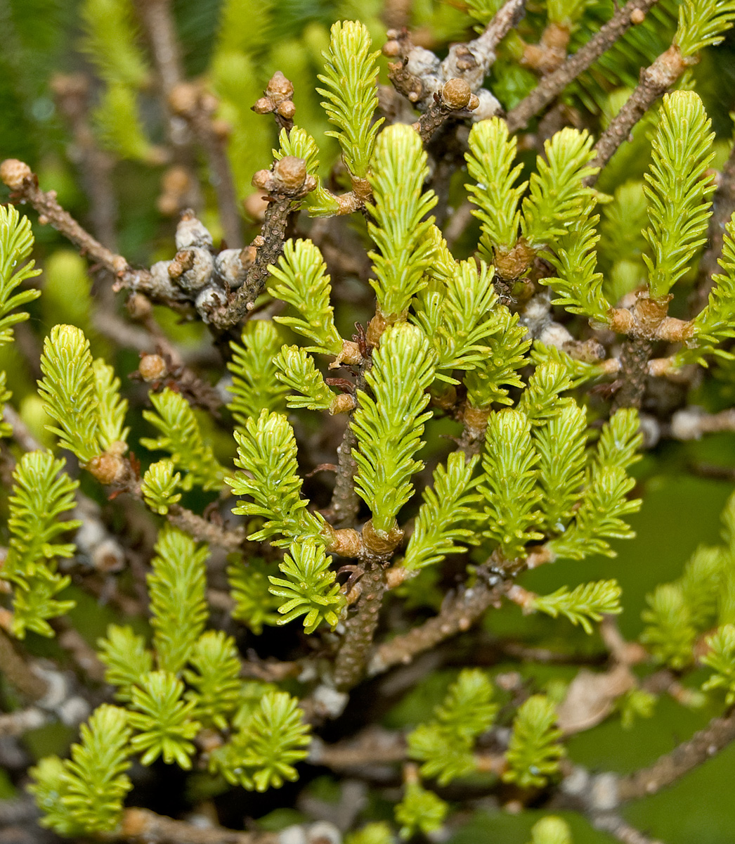 Image of Abies sibirica specimen.