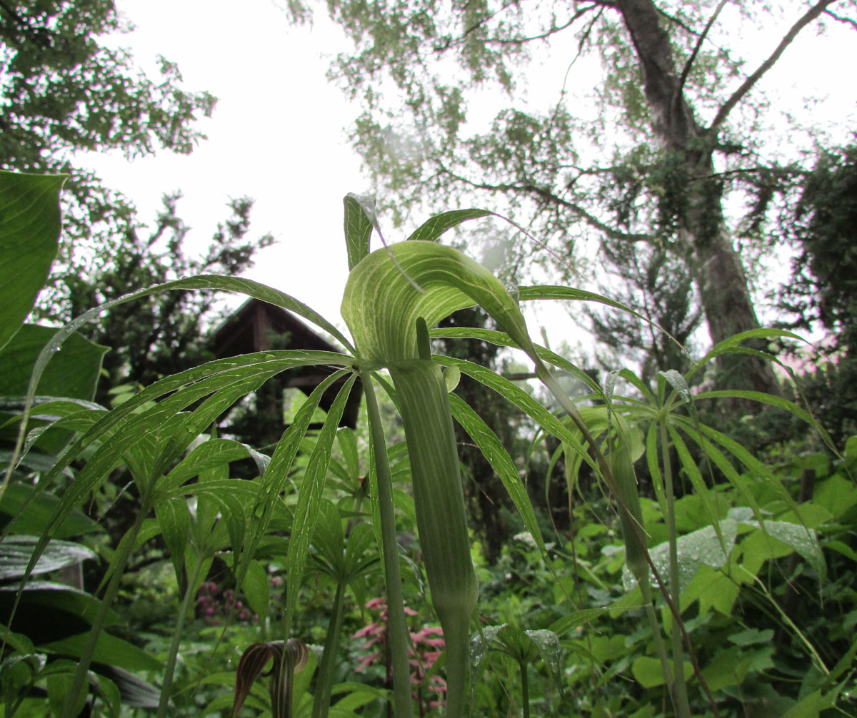 Изображение особи Arisaema ciliatum.