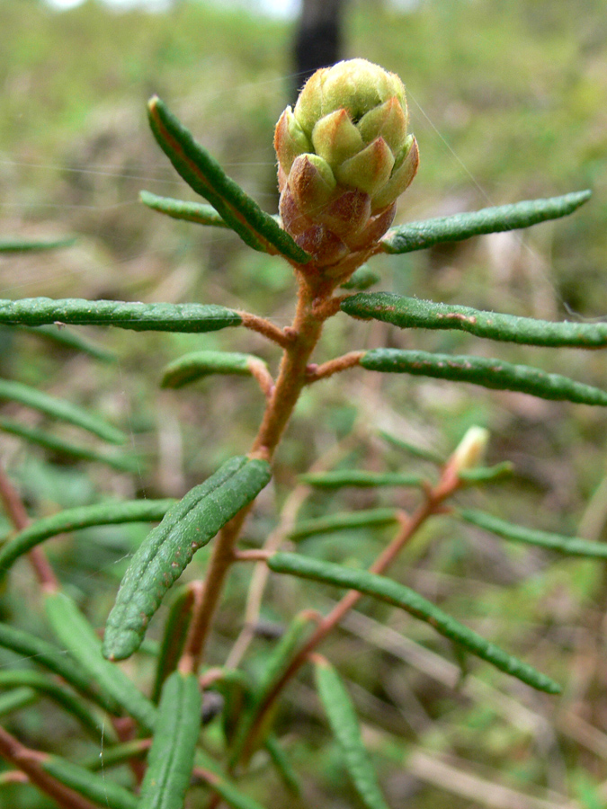 Image of Ledum palustre specimen.