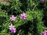 Phlox subulata