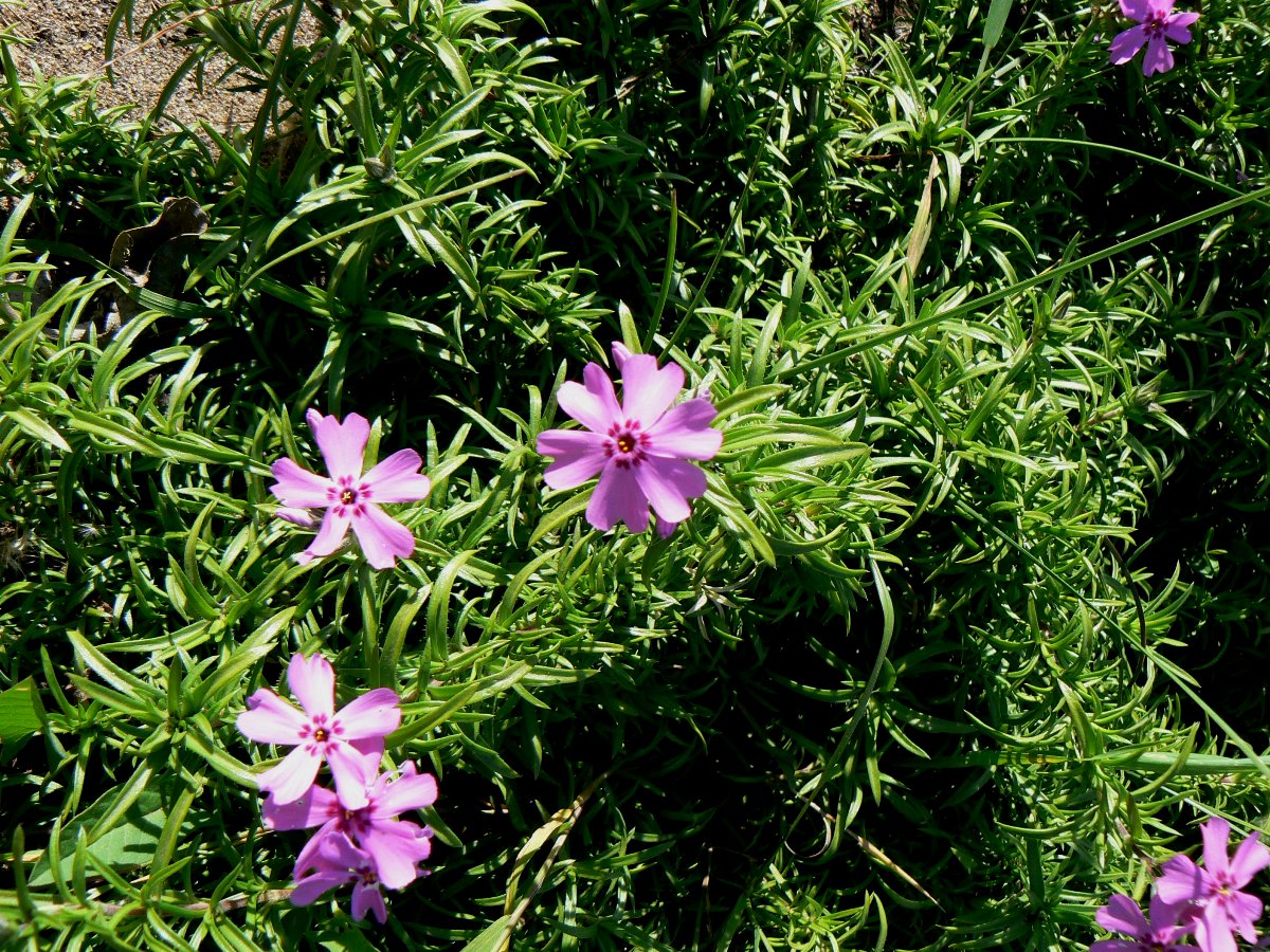 Изображение особи Phlox subulata.