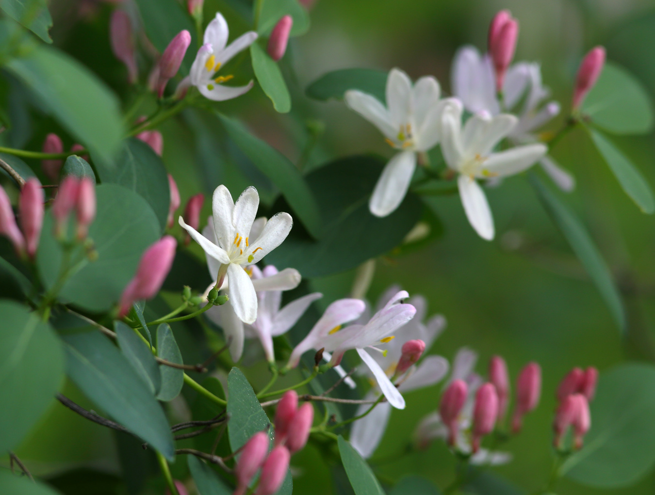 Image of Lonicera tatarica specimen.