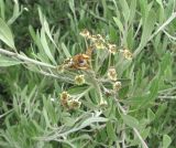 Pyrus salicifolia. Часть ветви с отцветшим соцветием. Дагестан, Кумторкалинский р-н, склон горы у ж. д. 06.05.2018.