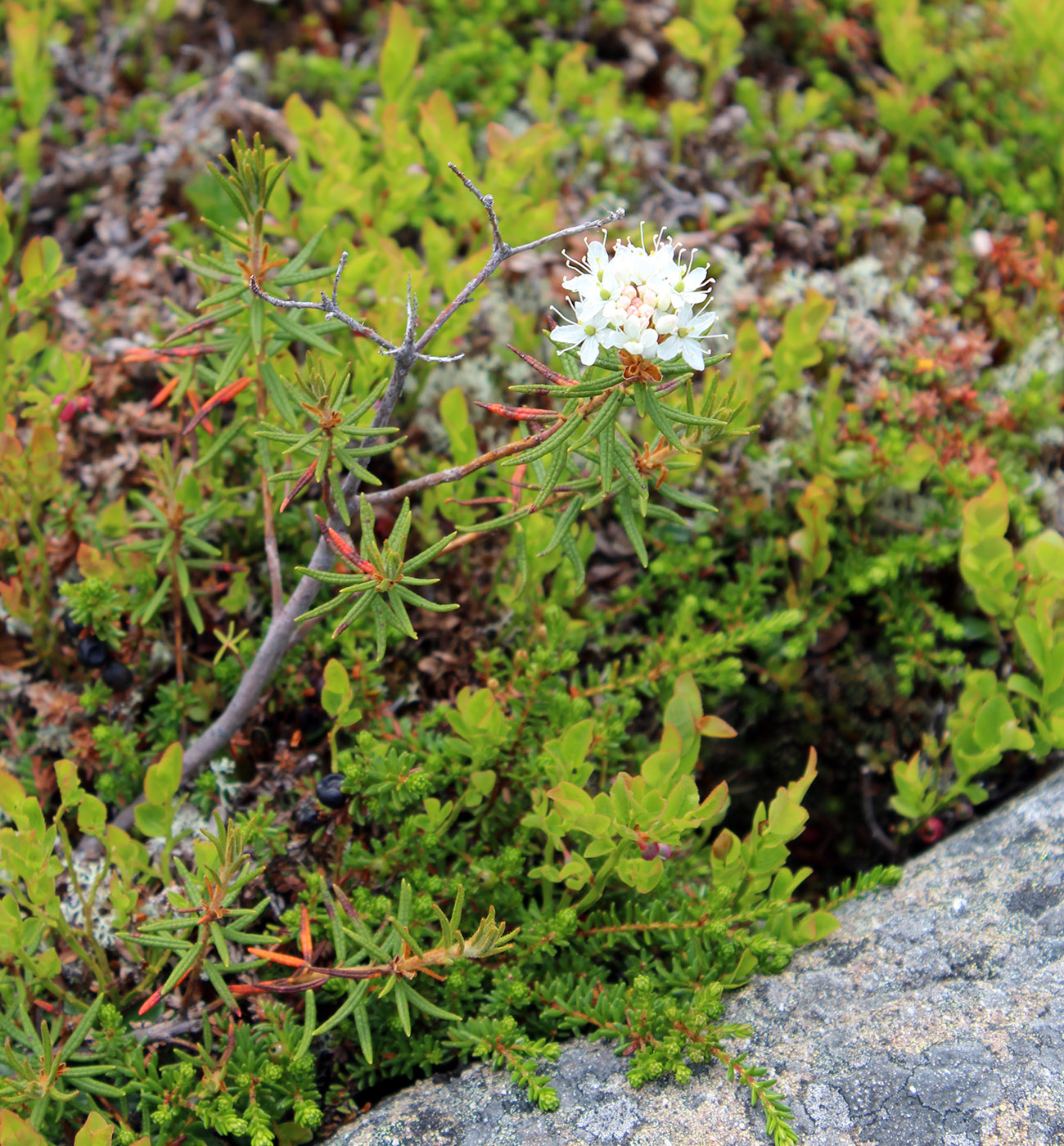 Image of Ledum palustre specimen.
