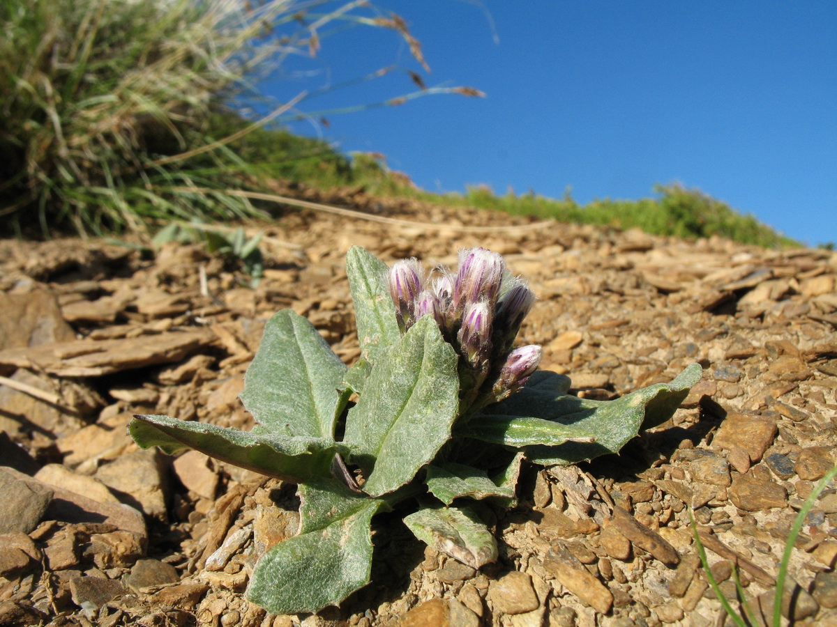 Image of Saussurea kuschakewiczii specimen.