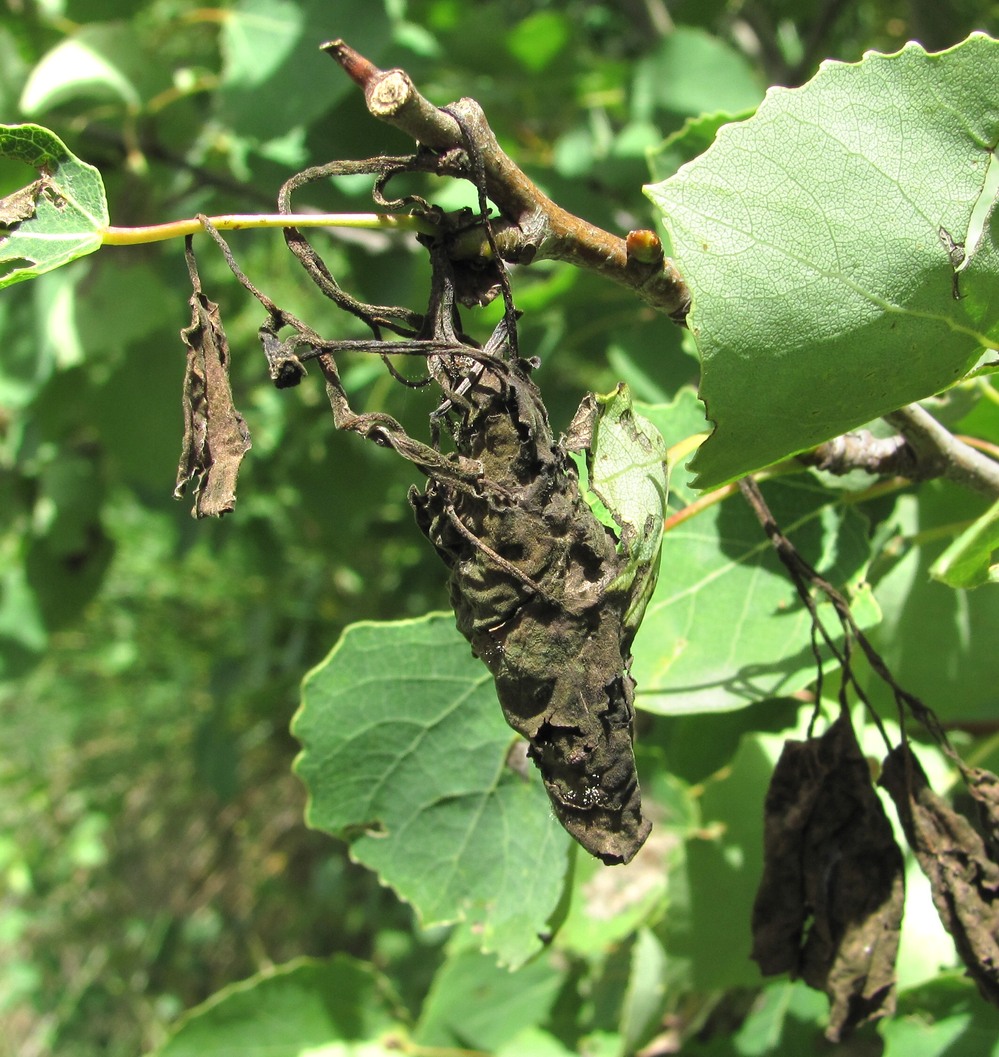 Image of Populus tremula specimen.