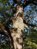 Quercus robur. Средняя часть ствола. Крым, Белогорский р-н, возле Топловского монастыря, лиственный лес. 12.08.2018.