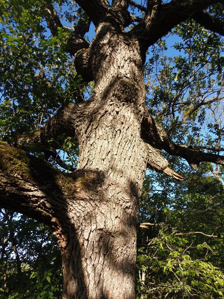 Image of Quercus robur specimen.