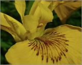 Iris pseudacorus. Центральная часть цветка (сильно увеличено). Чувашия, окр. г. Шумерля, пойма Красной речки. 4 июля 2010 г.