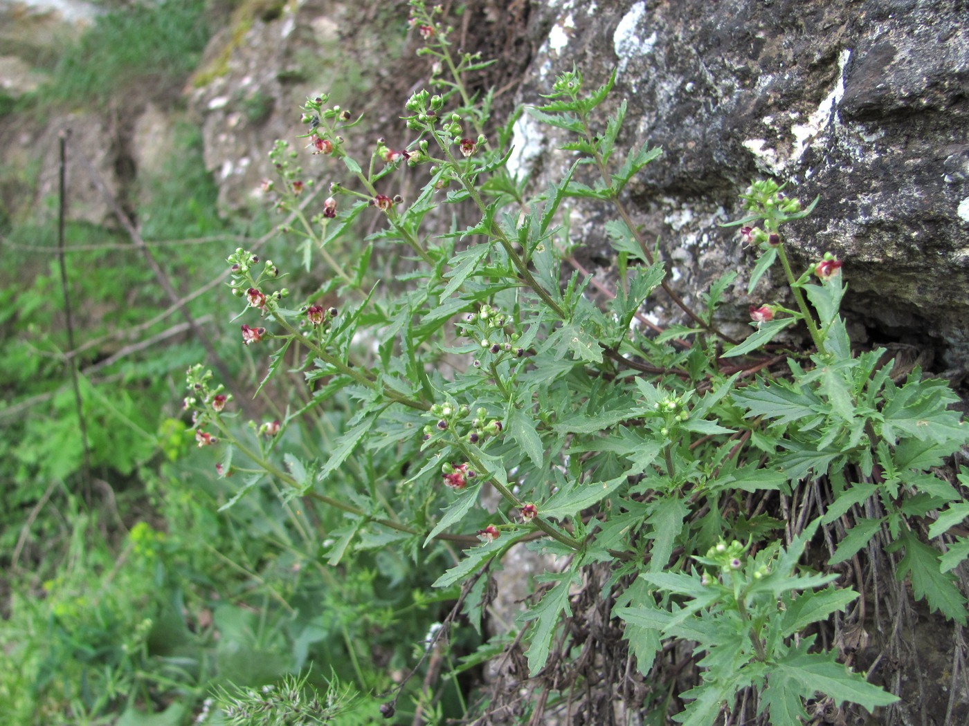 Image of Scrophularia rupestris specimen.