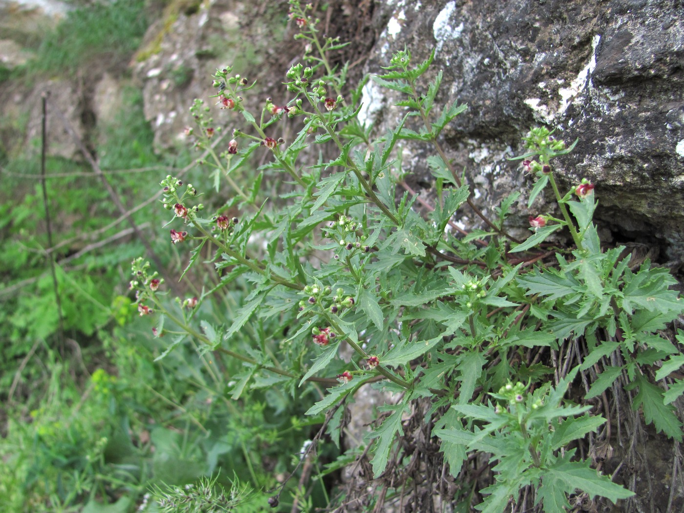 Изображение особи Scrophularia rupestris.