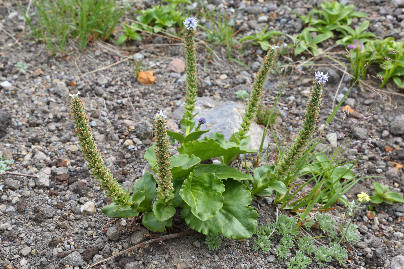 Изображение особи Lagotis glauca.